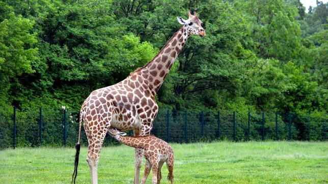 Bild: rbb/Thomas Ernst Im Tierpark Berlin, Giraffenmama Inge mit Tochter Bine.