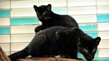 Bild: rbb/Thomas Ernst Panther-Kinder im Tierpark Berlin