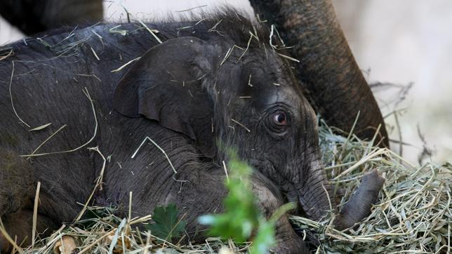 Bild: NDR tierisch gut! Prinzessin Rani Elefantengeburt bei Hagenbeck