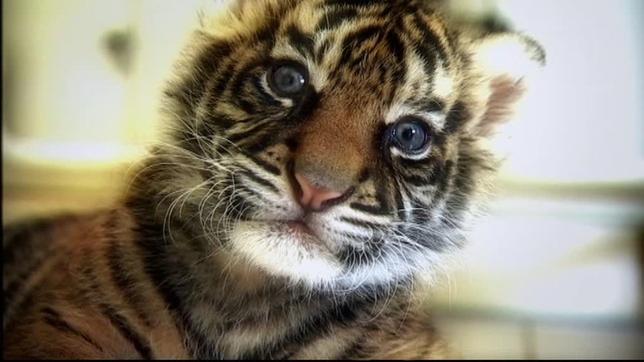 Bild: HR tierisch gut!, Tigerbaby Daseep