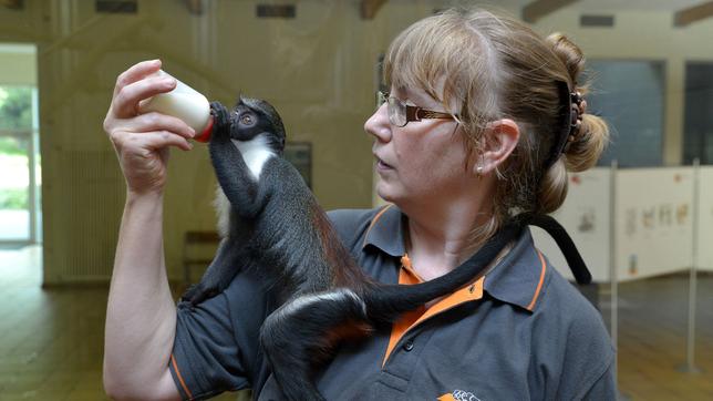 Bild: rbb/Thomas Ernst Tierpark Berlin Tierpflegerin Ute Jany füttert die Dianameerkatze Rhea.