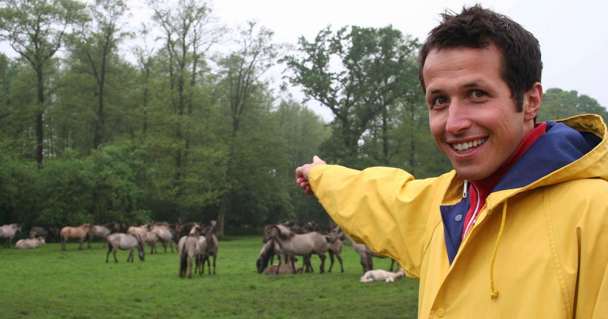 Die wilde Pferdeherde Willi wills wissen ARD Das Erste