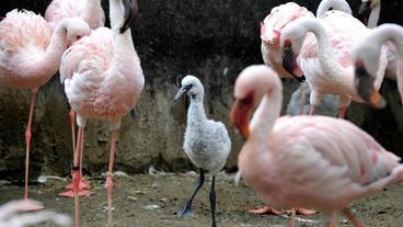 Bild: rbb/Thomas Ernst Das Gehege der Zwergflamingos im Zoo Berlin muss regelmäßig gereinigt werden, denn bei diesen Vögeln wird Hygiene besonders groß geschrieben. In der rosaroten Kolonie wächst ein Jungtier auf, für das aufkommende Keime extrem lebensgefährlich wären.