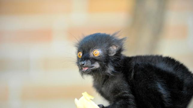 Bild: rbb/Thomas Ernst Das Mohrenmaki-Kind aus dem Affenhaus im Tierpark-Berlin entwickelt sich prächtig. Der kleine Kerl wurde auf den Namen Lenni getauft.