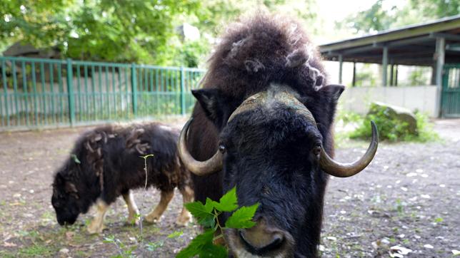 Bild: rbb/Thomas Ernst Das Moschusochsenkalb Quengel und Mutter Momsel im Tierpark Berlin.