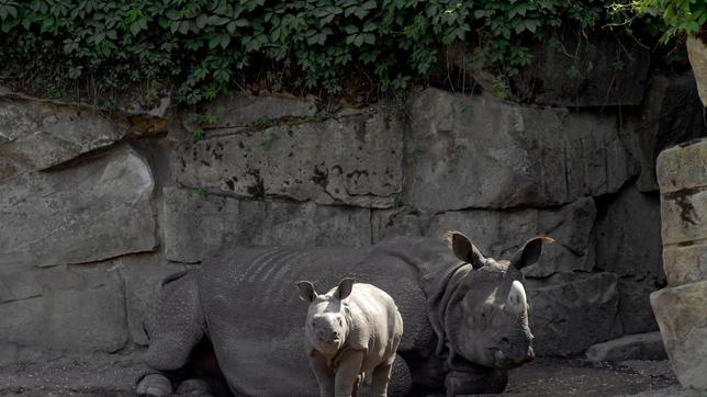 Bild: rbb/Thomas Ernst Das Panzernashorn-Weibchen Betty und Nachwuchs Manjula.