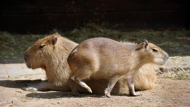 Bild: rbb/Thomas Ernst Das Wasserschwein-Weibchen Lucia mit Ihrem Nachwuchs auf dem Außengehege des Zoo-Berlin.