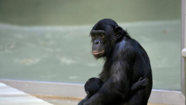 Bild: rbb/Thomas Ernst Die Bonobo-Mutter Opala mit Tochter Leki im Zoo Berlin.