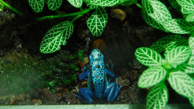 Bild: rbb/Thomas Ernst Ein blauer Färberfrosch im Zoo Berlin.