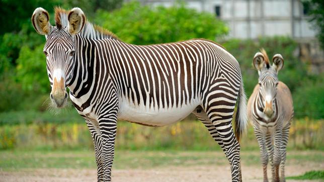 Bild: rbb/Thomas Ernst Ein Grevy-Zebra mit Jungtier im Tierpark Berlin.