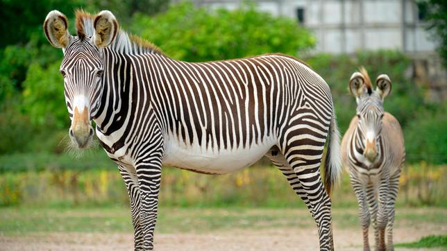 Ein Grevy-Zebra mit Jungtier im Tierpark Berlin.