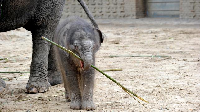 Bild: rbb/Thomas Ernst Elefantenkind Anchali im Zoo Berlin