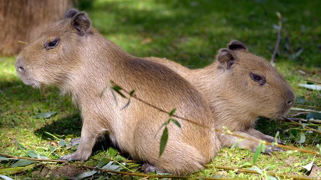 Zoobabies Folge 29 Folge: 29 18.06.2016 Wasserschweinnachwuchs im Zoo Berlin