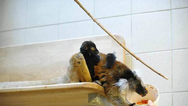 Mohrenmaki Uta mit Nachwuchs Max im Tierpark Berlin.