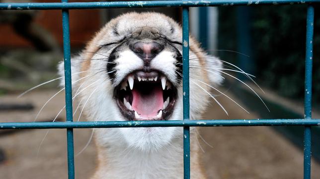 Bild: rbb/Thomas Ernst Montana-Puma Missoula im Tierpark Berlin