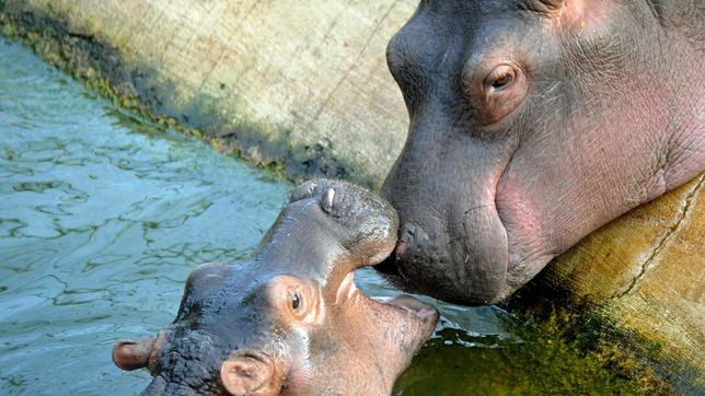 Bild: rbb/Thomas Ernst Reviertierpfleger Uwe Fritzmann besucht die Flusspferde mit einem Frühstückssnack. Flusspferdjunge Max, drei Monate alt, ist noch nicht an den Futterpellets interessiert. Er liebt immer noch rund um die Uhr die Milch von Mutter Kathi. Nach dem Snack geht es für alle in das Wasserbecken.