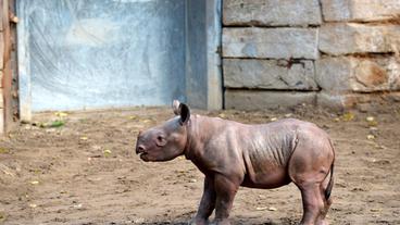 Bild: rbb/Thomas Ernst Spitzmaulnashorn-Nachwuchs im Zoo Berlin.