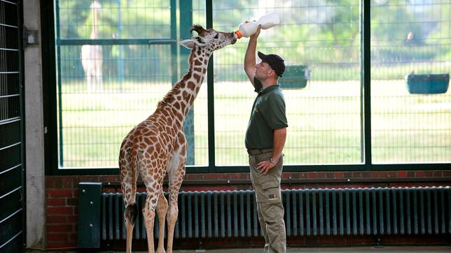 Bild: rbb/Thomas Ernst Tierpark Berlin: Tierpfleger Enrico Rödiger füttert das Giraffenkind Jule mit der Flasche.