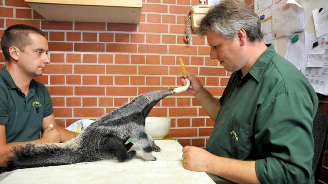 Zoo Berlin Reviertierpfleger Thomas Messinger und Tierpfleger Steffen Ernst füttern die junge Ameisenbärin Evita.