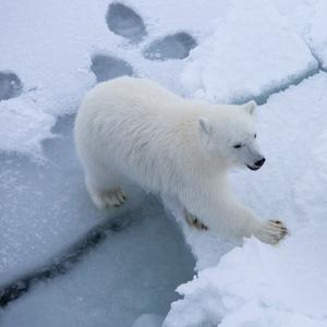 Eisbär, Polarstern-Expedition