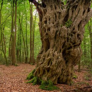 Gemeine Hainbuchen mit knochigen Stämmen