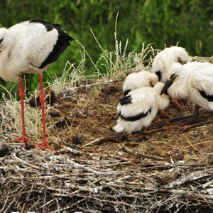 Ein Weiss-Storch mit seinen vier Sprösslingen