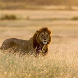 Ein Löwe in Afrika in freier Natur