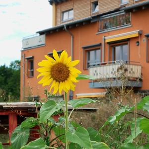 Eine Sonnenblume vor einem Wohnhaus.
