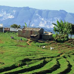 Farm in Haiti