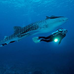 Taucher mit einem Walhai (Rhincodon typus), dem größten Fisch der Welt