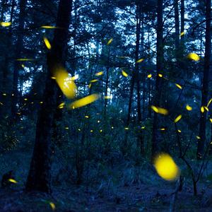 Hunderte von Glühwürmchen nachts in einem Wald