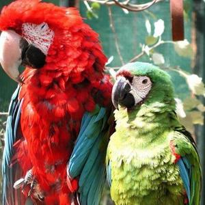 Zwei Papageien in voller farben Pracht.