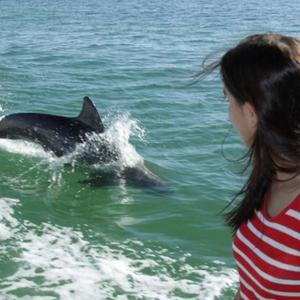Delfine sind sehr verspielt. Sie lieben es, in der Bugwelle von Booten zu schwimmen. Anna macht hier eine Bootstour in der Bucht von Sarasota