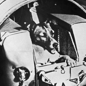 Die zweijährige Mischlingshündin "Laika" bei Tests in der Druckkabine (undatierte Aufnahme). Die Hündin flog im November 1957 mit der sowjetischen Rakete "Sputnik II" ins Al