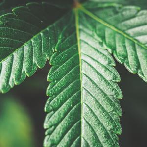 Makro-Aufnahme von einem Cannabis-Blatt. 