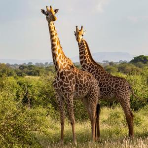 Zwei Giraffen.