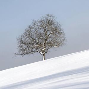 Eiche im Schnee: Im Winter ist nicht weniger Sauerstoff in der Luft