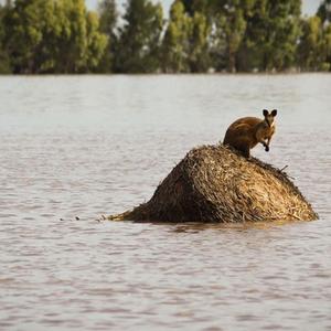 Ein Känguru hat sich auf einen Heuballen im Hochwasser gerettet