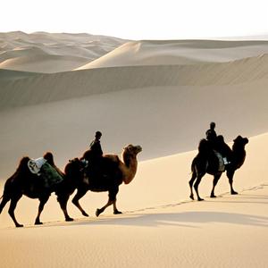 Nomaden reiten auf Kamelen durch die Wüste Gobi.