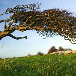 Hawthorns bent over by the prevailing wind on Humphrey Head Point above Morecambe Bay near Grange over Sands UK