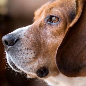 Hund 