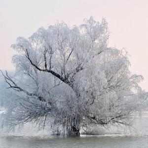 Mit Raureif besetzter Baum: Verschieben sich unsere Winter durch den Klimawandel nach hinten?