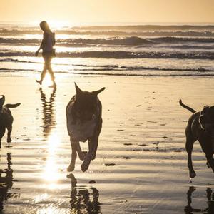 Drei Hunde rennen an einem Strand entlang.