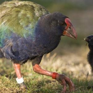 Zwei neuseeländische Takahe-Vögel