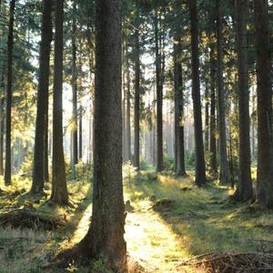 Harzer Wald