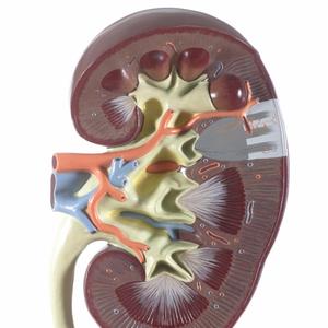 Anatomisches Modell einer Niere