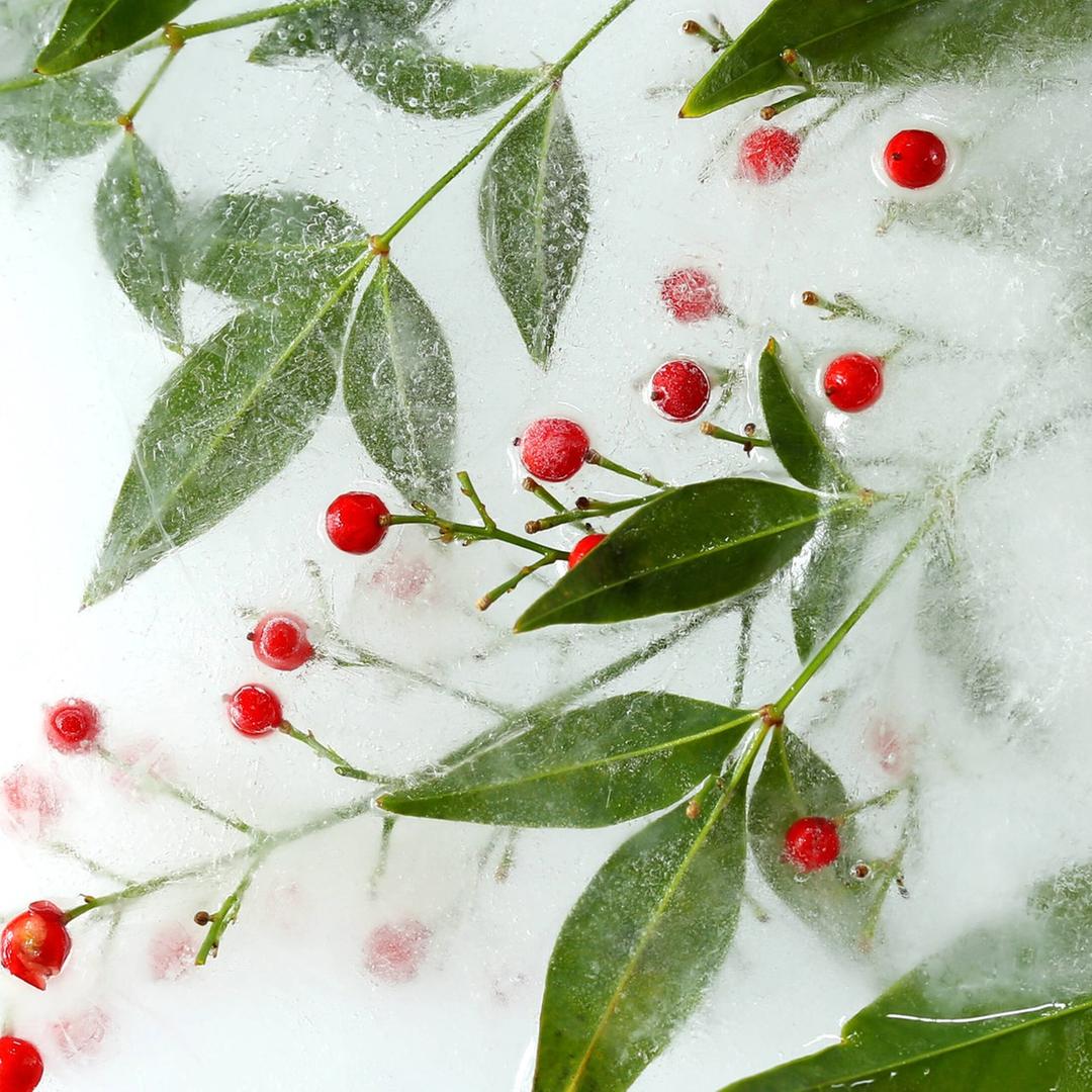 Rote Beeren und Blätter im winterlichen Eis