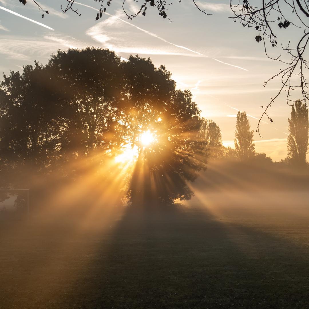 Die Strahlen der aufgehenden Sonne streifen durch den Frühnebel über eine Wiese.