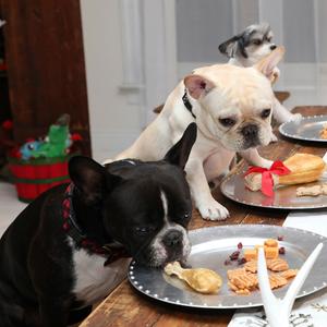 Hunde essen vom Silbertablett