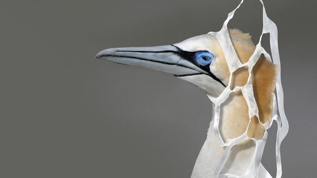 Bild: imago images/Ardea Basstölpelkopf verstrickt in Kunststoff-Sixpack-Ring.